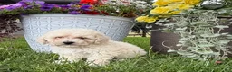 Bichpoo dogs for sale: Fluffy - Ad 1