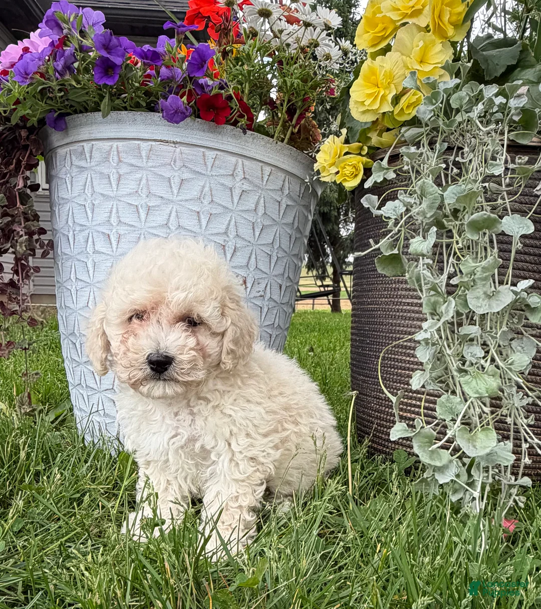 Bichpoo dogs for sale: Fluffy - Ad 1