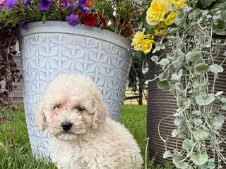 Bichpoo dogs for sale: Fluffy - Ad 4