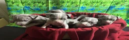 American Pit Bull Terrier dogs for sale: American Pit Bull Terrier Puppy 1 - Ad 10