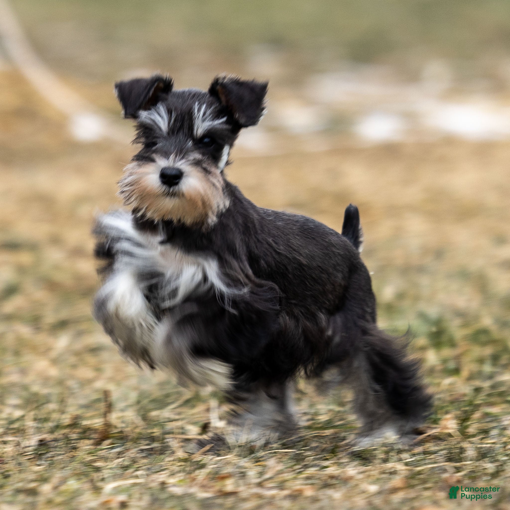 Miniature Schnauzer dogs Verbena - Ad 2