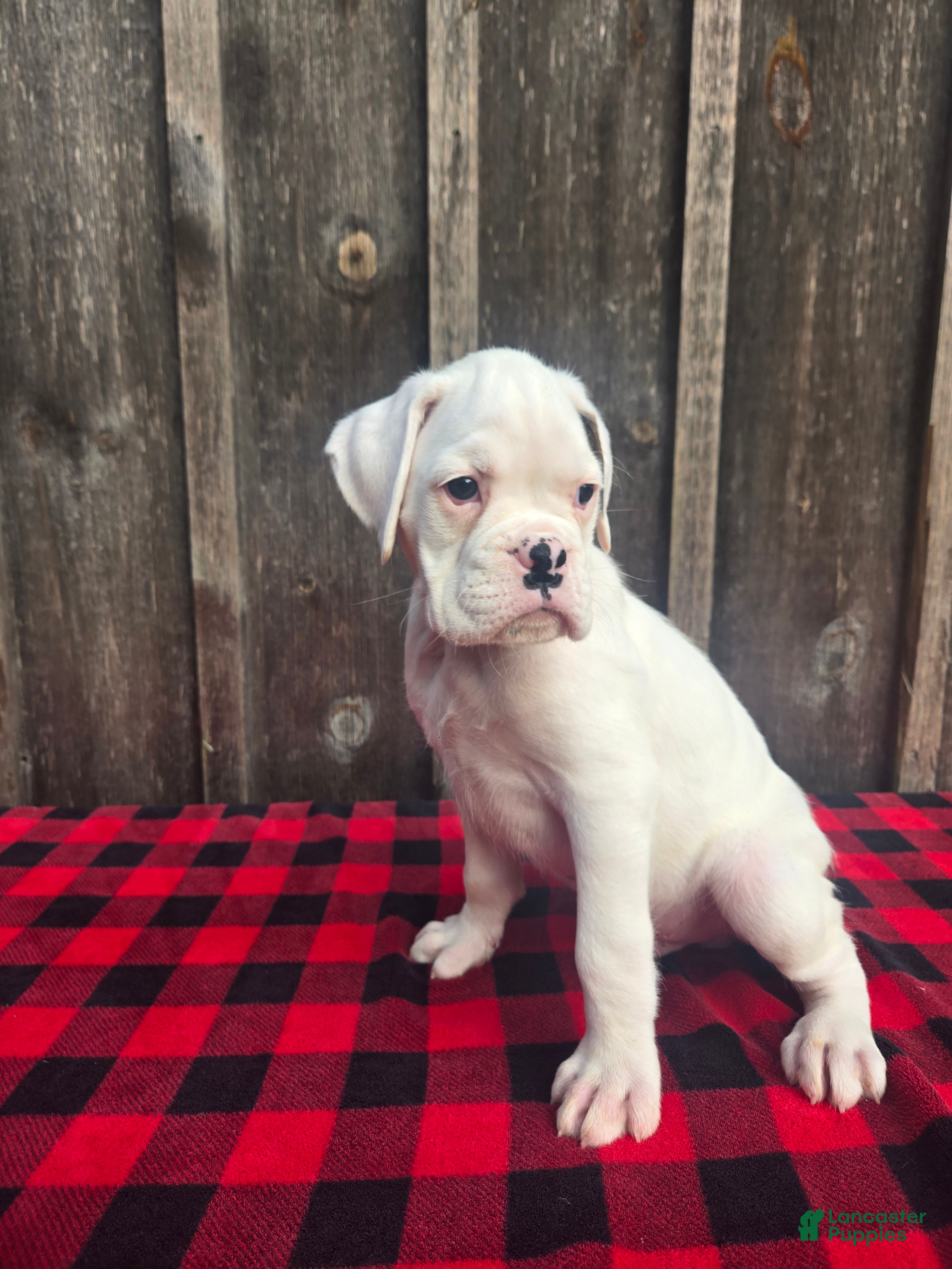 Boxer dogs for sale: Deacon - Ad 1