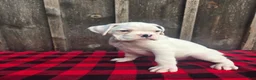 Boxer dogs for sale: Deacon - Ad 1