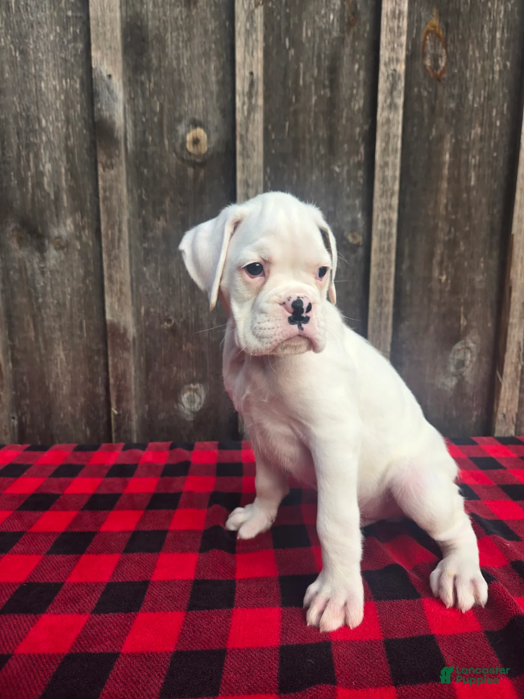 Boxer dogs for sale: Deacon - Ad 1