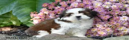 Shih Tzu dogs for sale: Jake - Ad 2