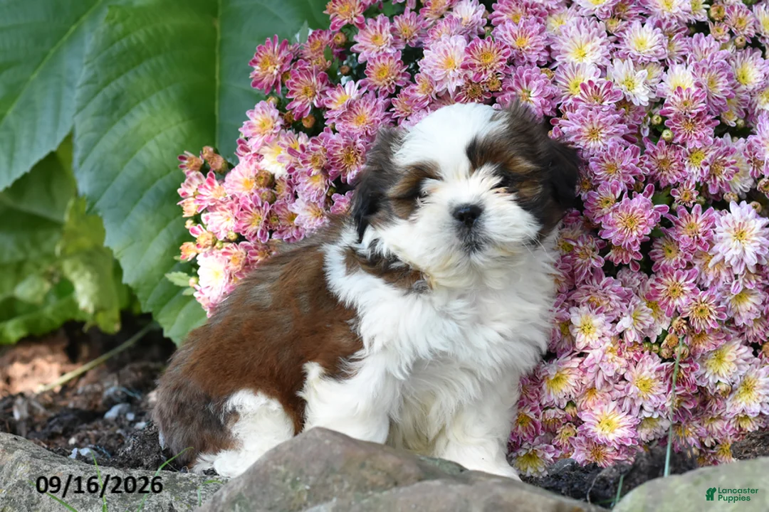 Shih Tzu dogs for sale: Jake - Ad 2