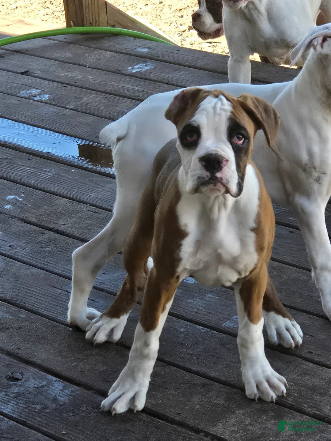 Boxer dogs for sale: Lady - Ad 1