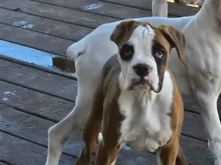 Boxer dogs for sale: Lady - Ad 2