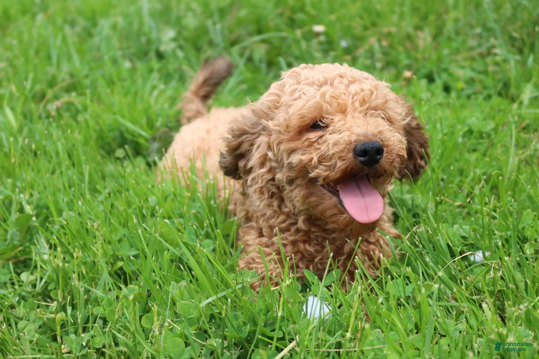 Toy Poodle dogs for sale: Lovebug - Ad 8