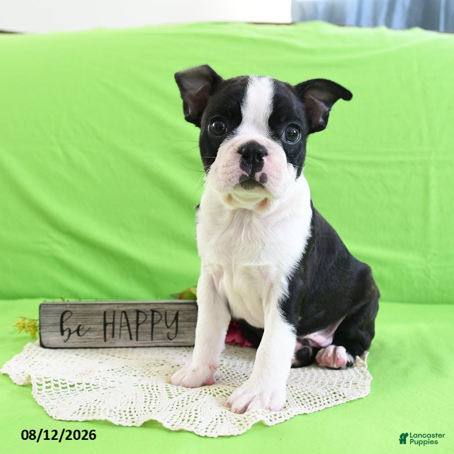 Boston Terrier dogs Ace - Ad 2