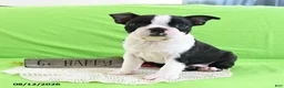 Boston Terrier dogs for sale: Ace - Ad 2