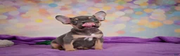 French Bulldog dogs for sale: Bobby - Ad 7