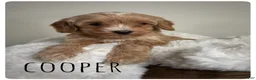 Cavapoo dogs for sale: Cooper - Ad 1