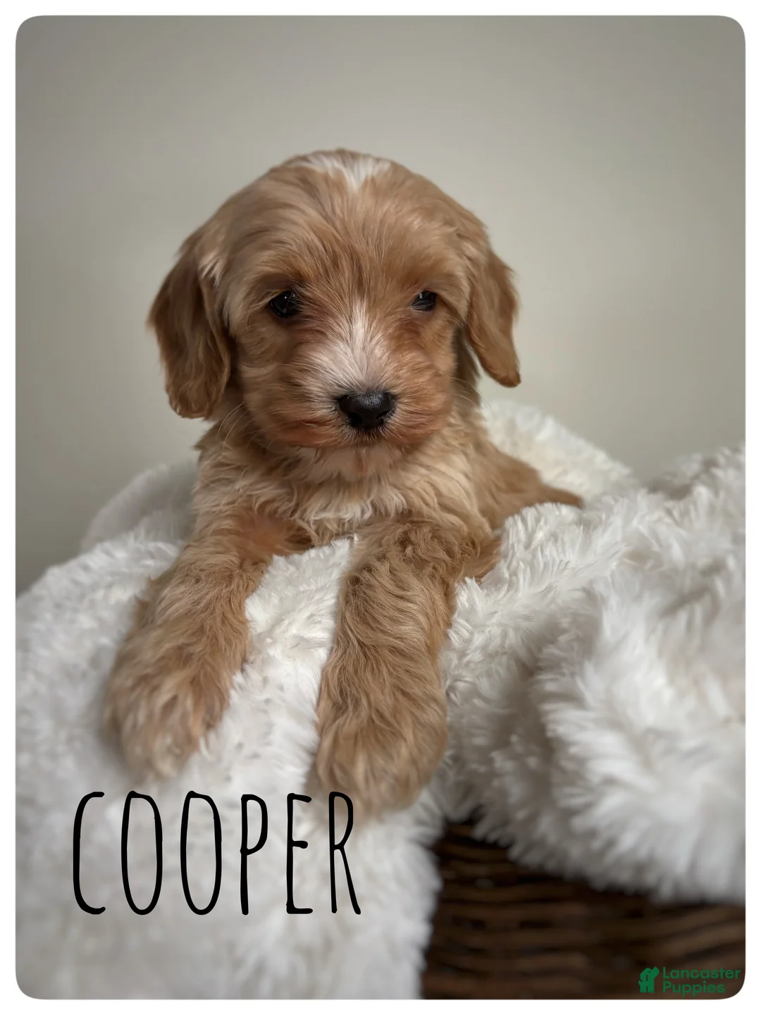 Cavapoo dogs for sale: Cooper - Ad 1