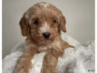 Cavapoo dogs for sale: Cooper - Ad 4
