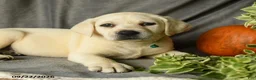Labrador Retriever dogs for sale: Dina - Ad 3