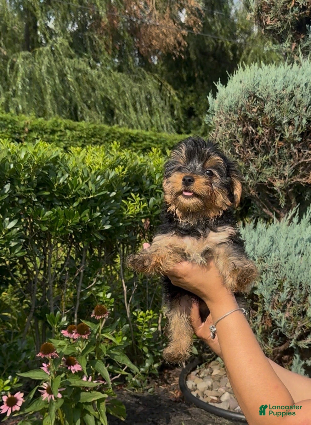 Yorkshire Terrier dogs Yorkshire Terrier 4 - Ad 5