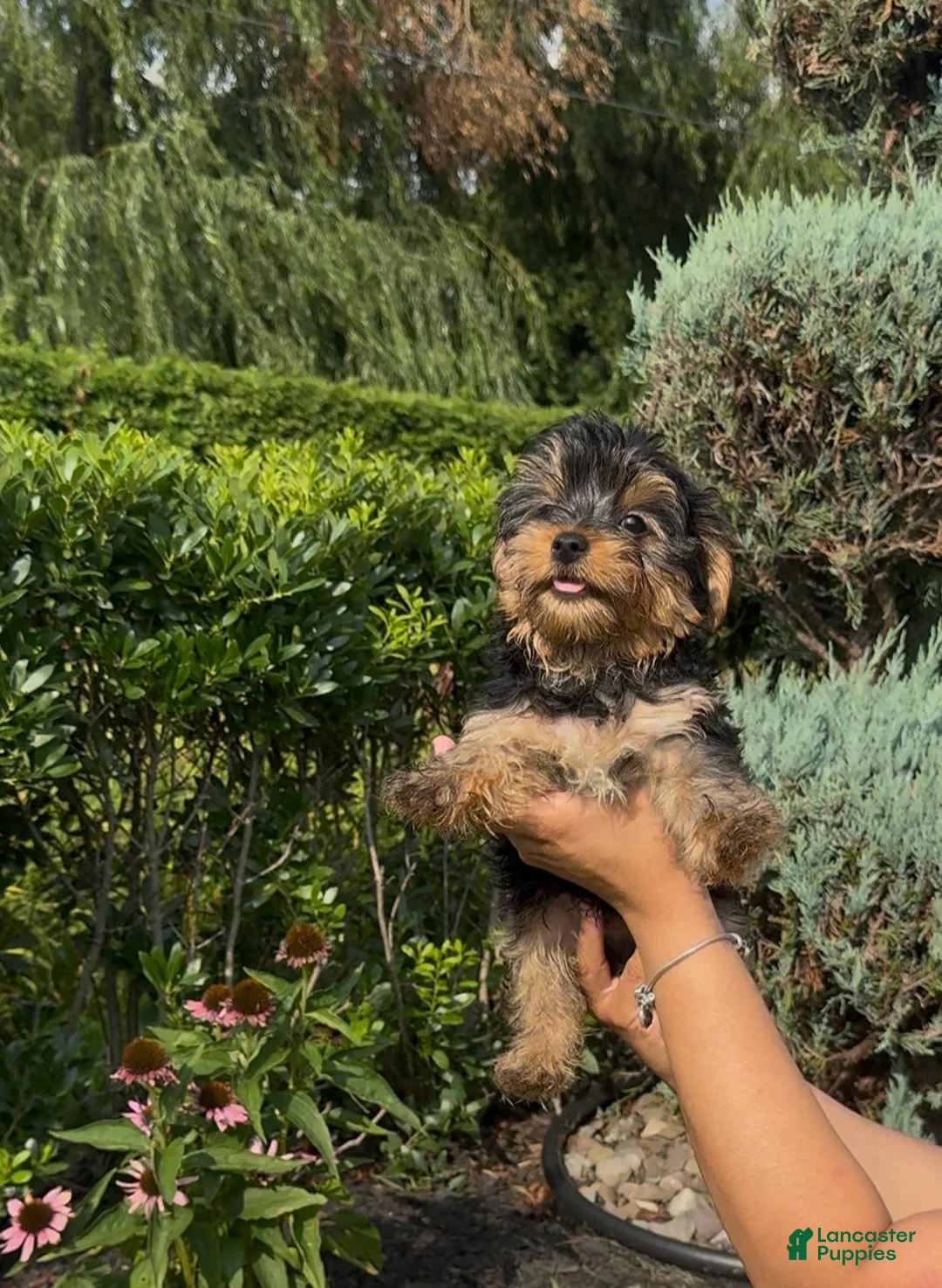 Yorkshire Terrier dogs for sale: Yorkshire Terrier 4 - Ad 1