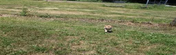 Shiba Inu dogs for sale: Doodle  - Ad 8