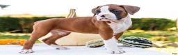 Boxer dogs for sale: Osage Boxer - Ad 3