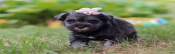 Miniature Schnauzer dogs for sale: Millie - Ad 30