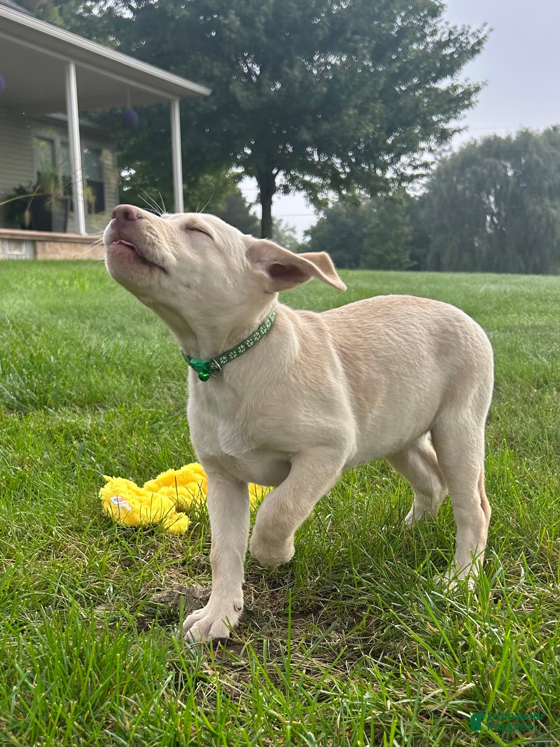 Labrador Retriever dogs Oakley - Ad 2