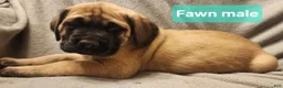 English Mastiff dogs for sale: English Mastiff Puppy 1 - Ad 2