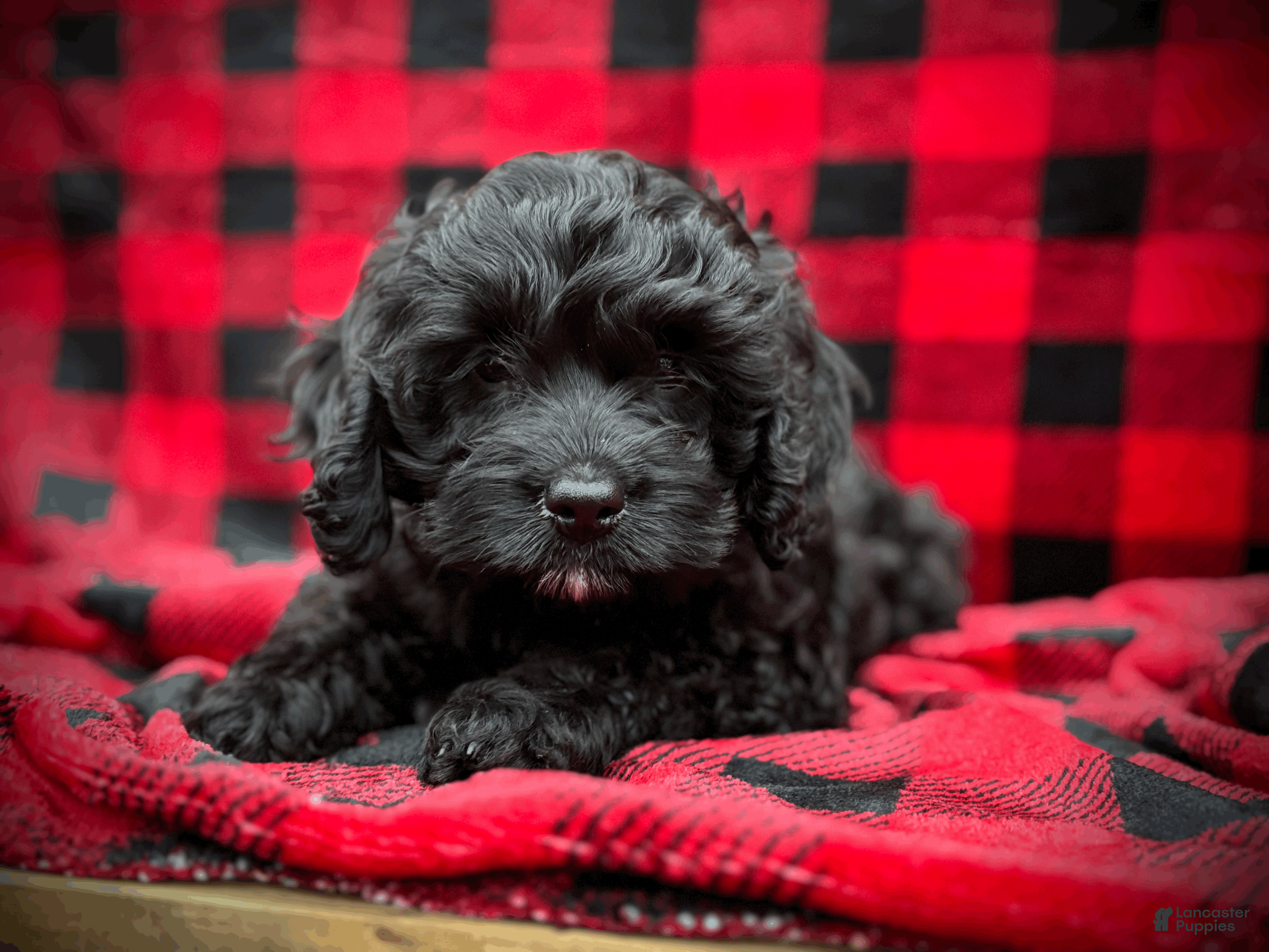 Cockapoo dogs Hunter  - Ad 38