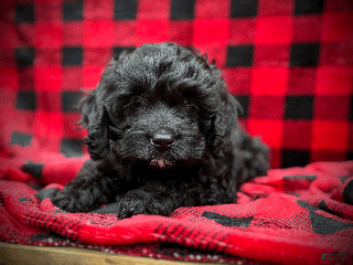 Cockapoo dogs Hunter - Ad 36