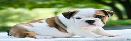 English Bulldog dogs for sale: George - Ad 2