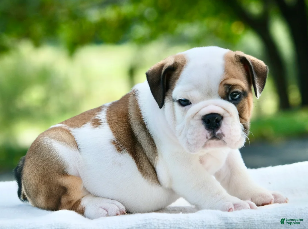 English Bulldog dogs for sale: George - Ad 2