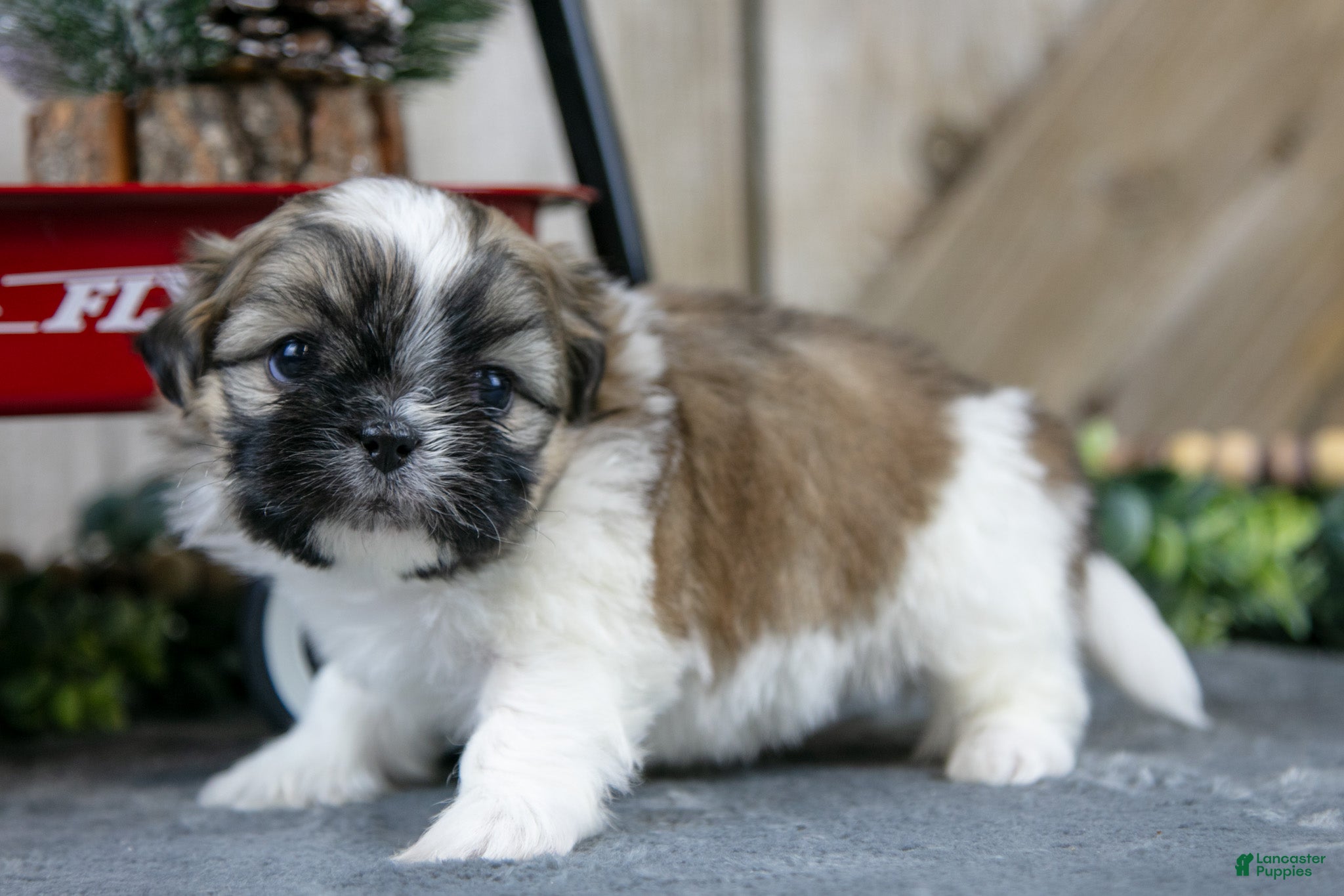 Shih Tzu dogs Olivia - Ad 40