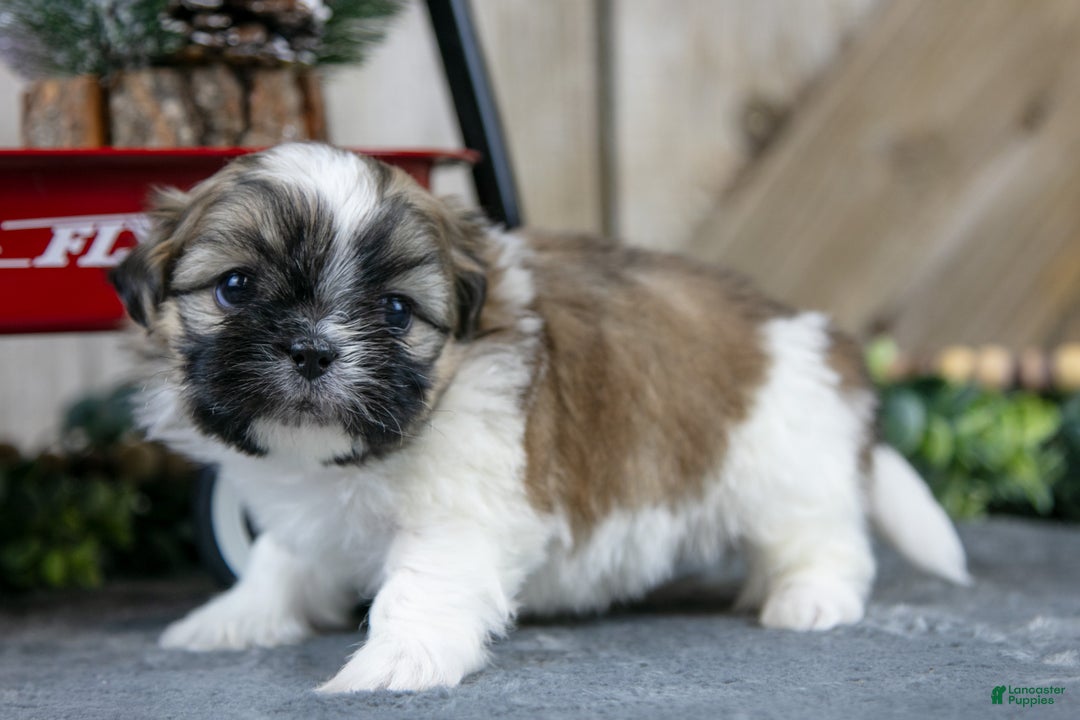 Shih Tzu dogs for sale: Olivia - Ad 1