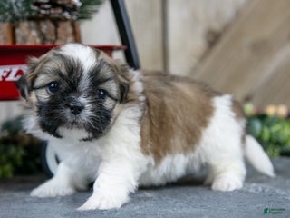 Shih Tzu dogs Olivia - Ad 40