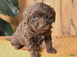 Miniature Poodle dogs Bella - Ad 24