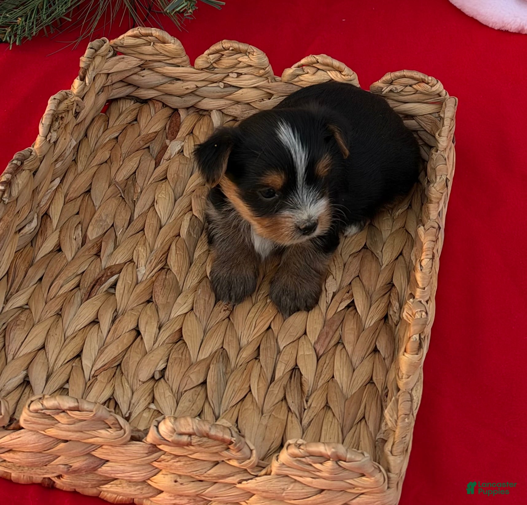 Yorkshire Terrier dogs for sale: Yorkshire Terrier 4 - Ad 12