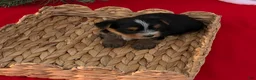 Yorkshire Terrier dogs for sale: Yorkshire Terrier 4 - Ad 1
