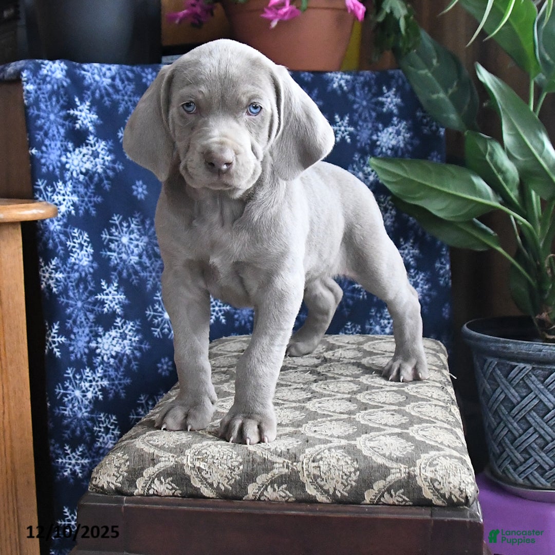 Weimaraner dogs for sale: Dozer - Ad 2