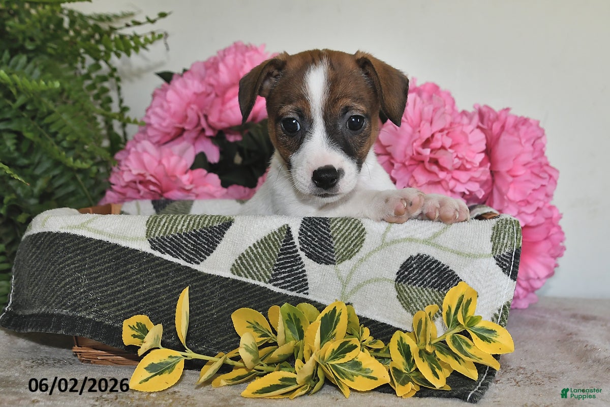 Jack Russell Terrier dogs for sale: Bobby - Ad 5