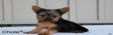 Chloe