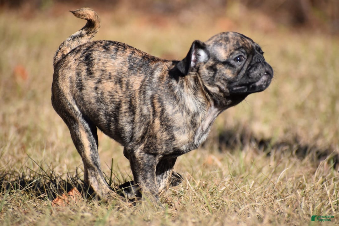 Pug dogs for sale: Pug Puppy Fuji - Ad 2