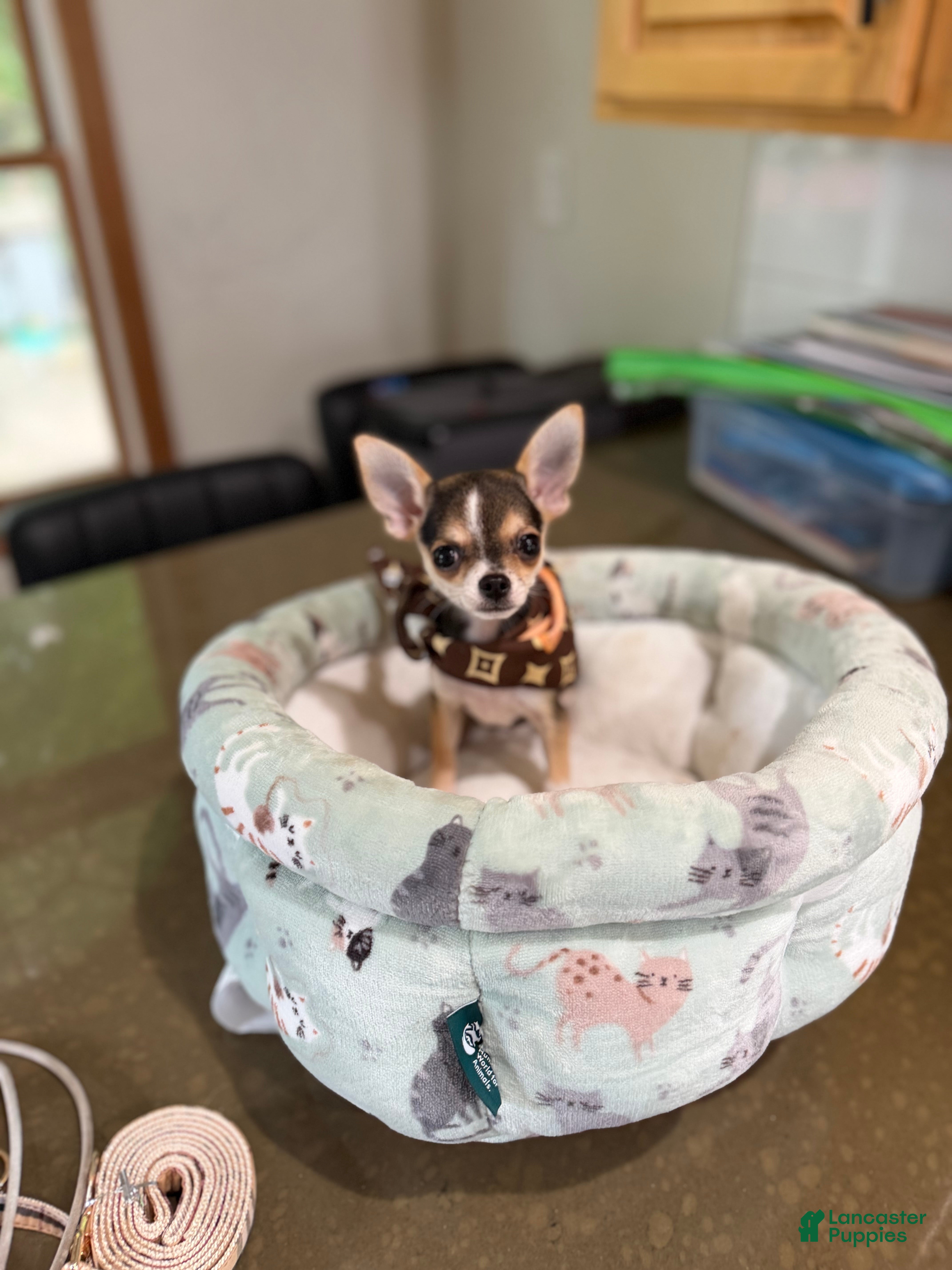 Chihuahua dogs CKC husky markings  - Ad 2