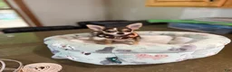 Chihuahua dogs for sale: CKC husky markings  - Ad 2