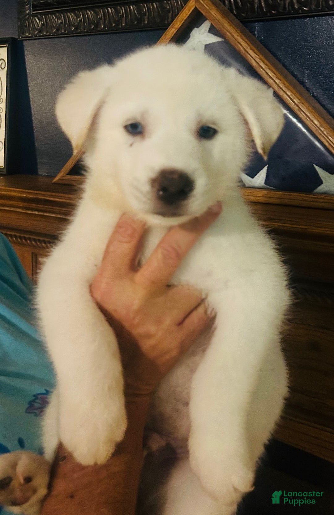 Gerberian Shepsky dogs for sale: Bailey Gerberian Shepsky Puppy 4 - Ad 1