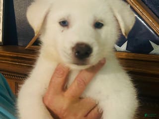 Gerberian Shepsky dogs Bailey Gerberian Shepsky Puppy 4 - Ad 4