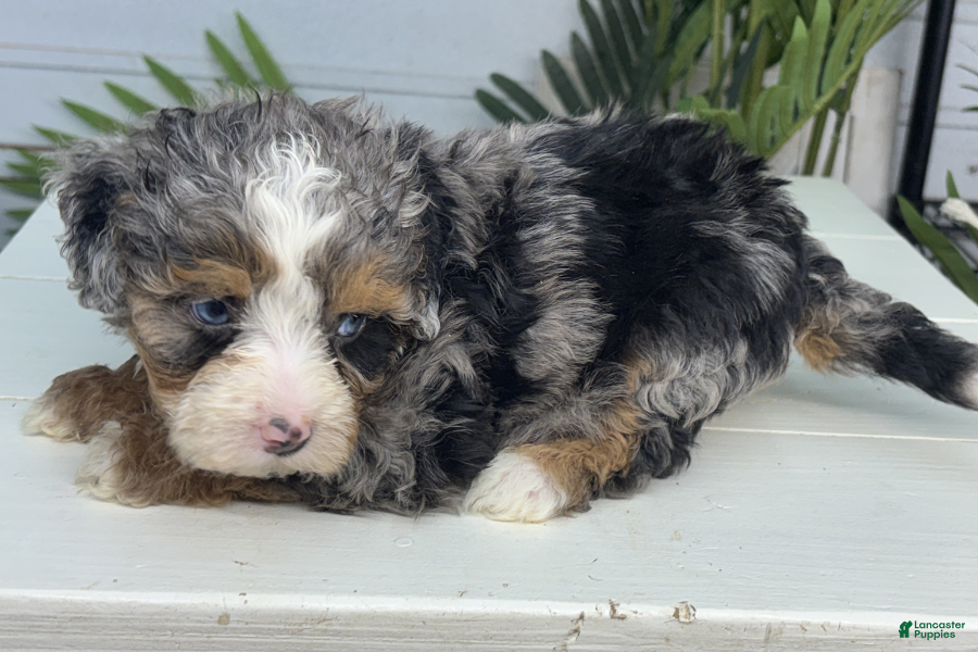 Mini Bernedoodle dogs Bullet - Ad 20