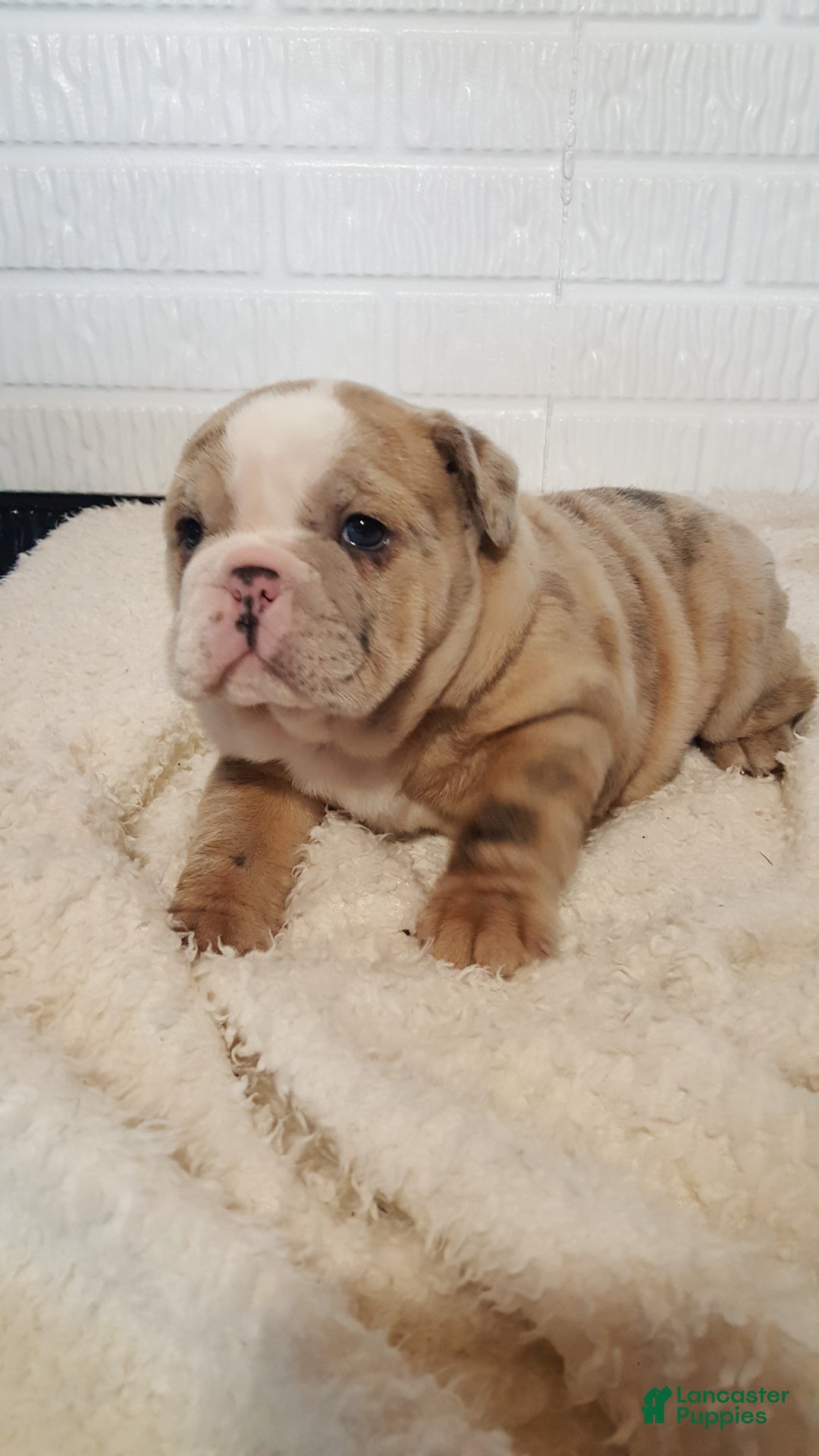 English Bulldog dogs for sale: Anja - Ad 5