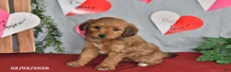Mixed Breed dogs for sale: Duke - Ad 2