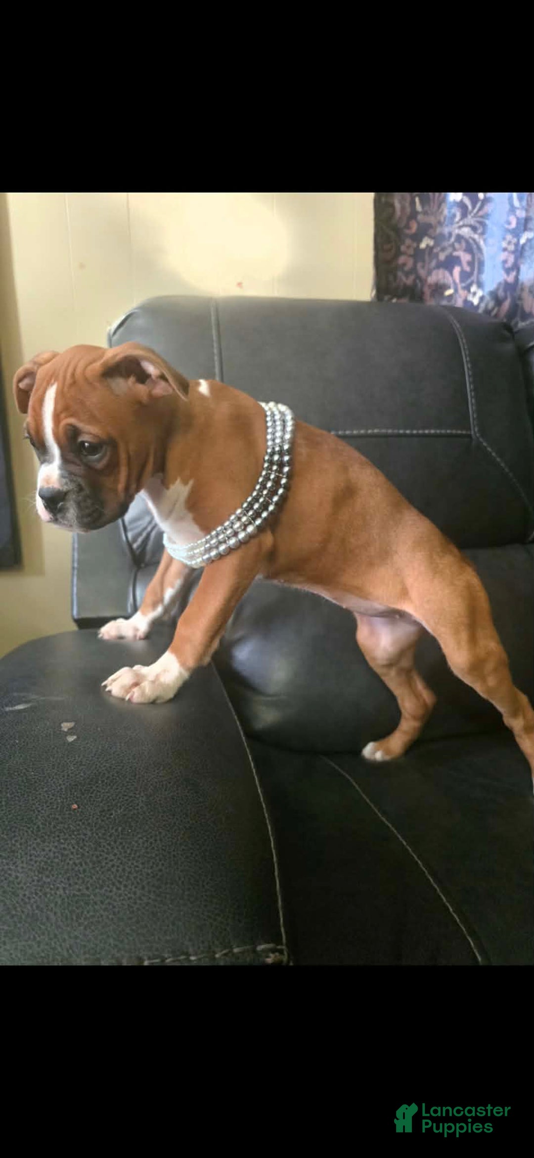 Boxer dogs for sale: Tae - Ad 8