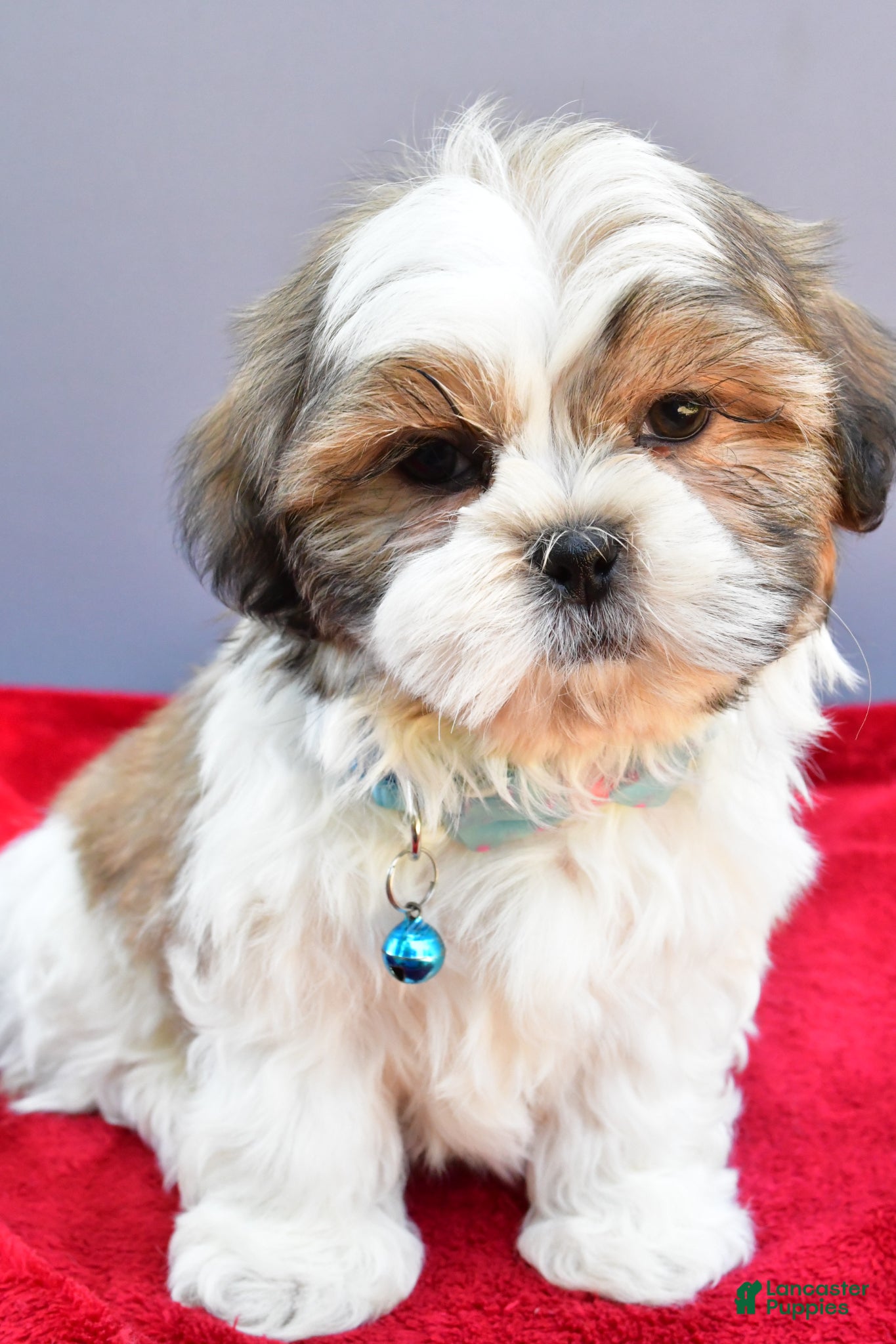 Shih Tzu dogs Skipper - Ad 1